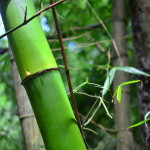 bgd_bamboo
