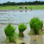 bgd_ricetransplant